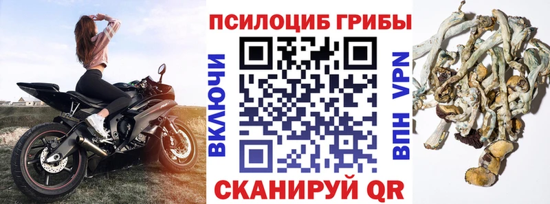 Галлюциногенные грибы Psilocybe  хочу   Богданович 